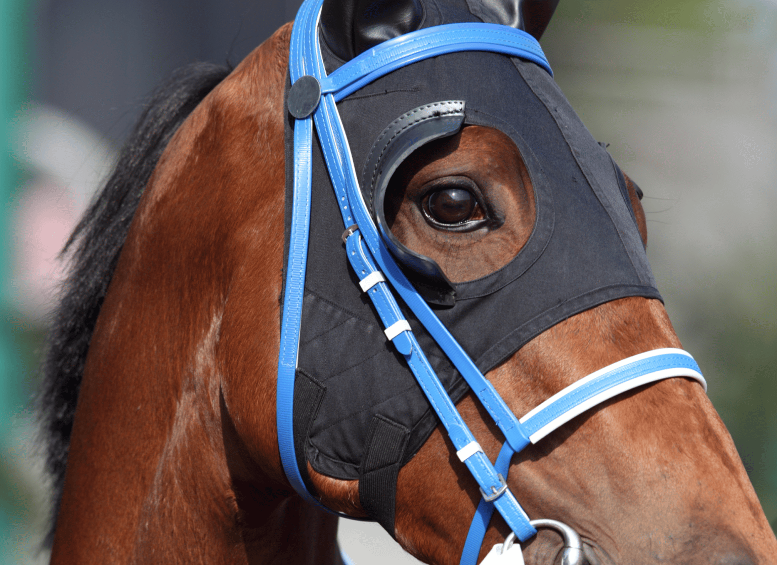 Why Do Horses Wear Blinders? (And Are They Cruel?) Equestrian Boots and Bridles