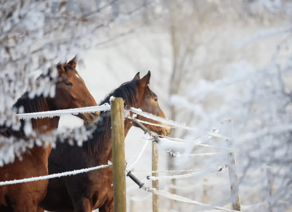 winter care for horses on equestrianbootsandbridles.com