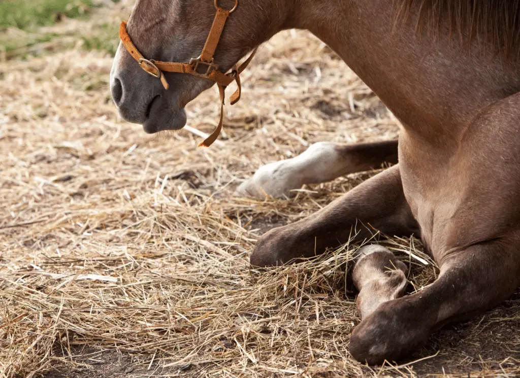 anemia in horses equestrianbootsandbridles.com