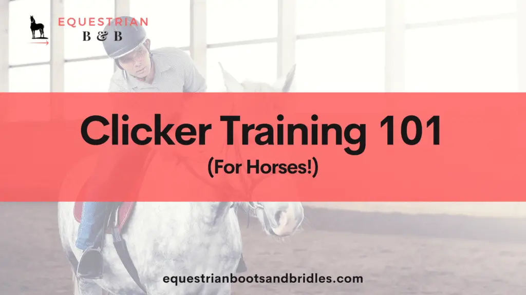clicker training for horses on equestrianbootsandbridles.com