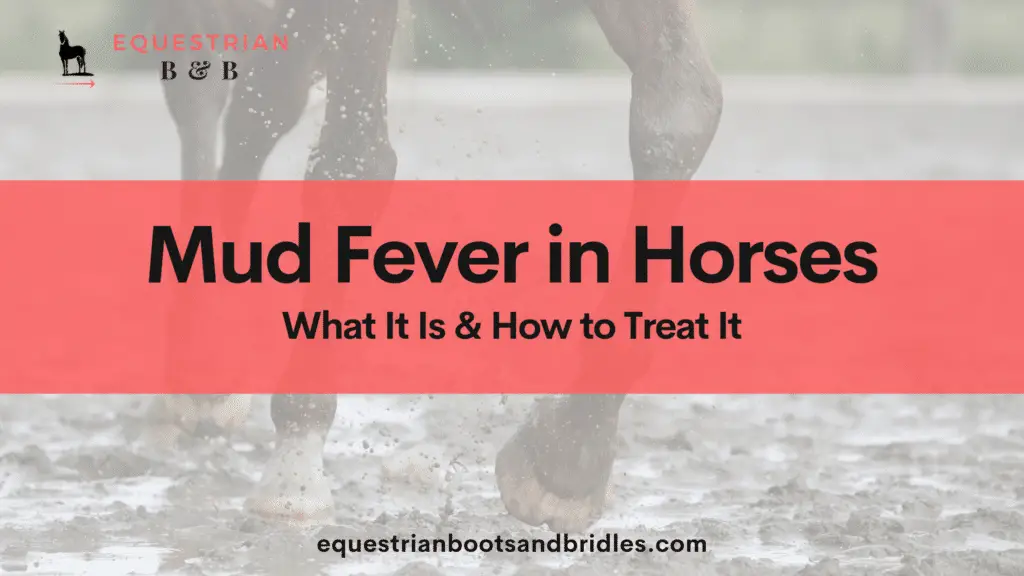 mud fever in horses on equestrianbootsandbridles.com