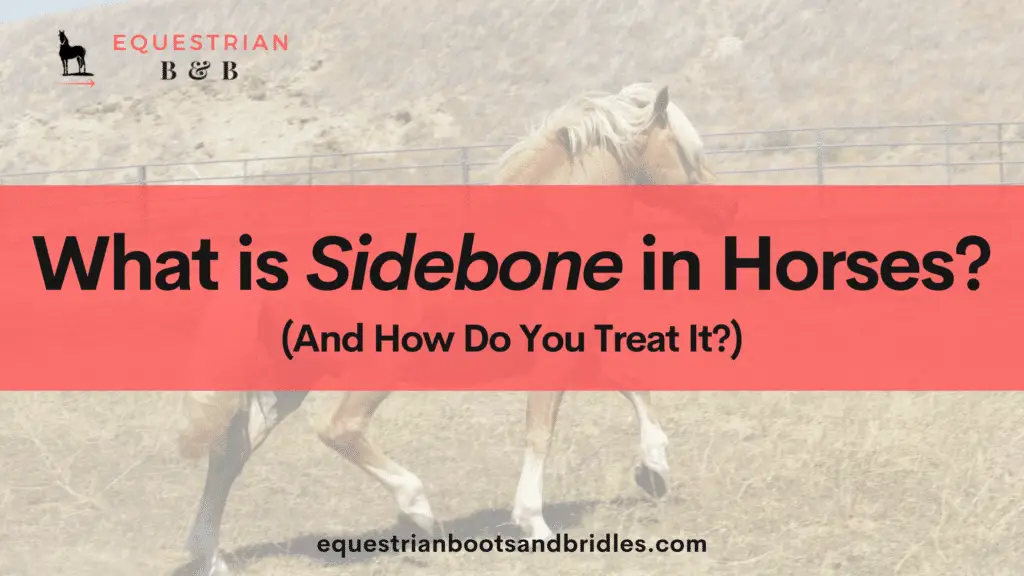 sidebone in horses on equestrianbootsandbridles.com