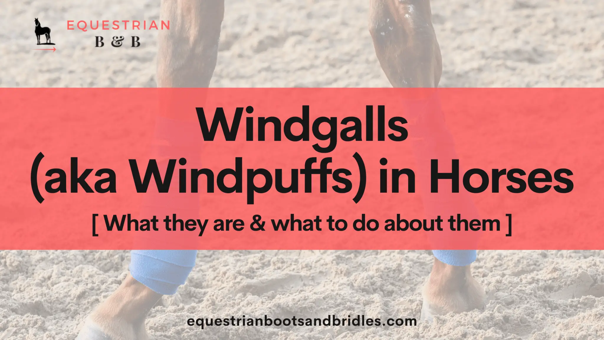 windgalls windpuffs in horses on equestrianbootsandbridles.com