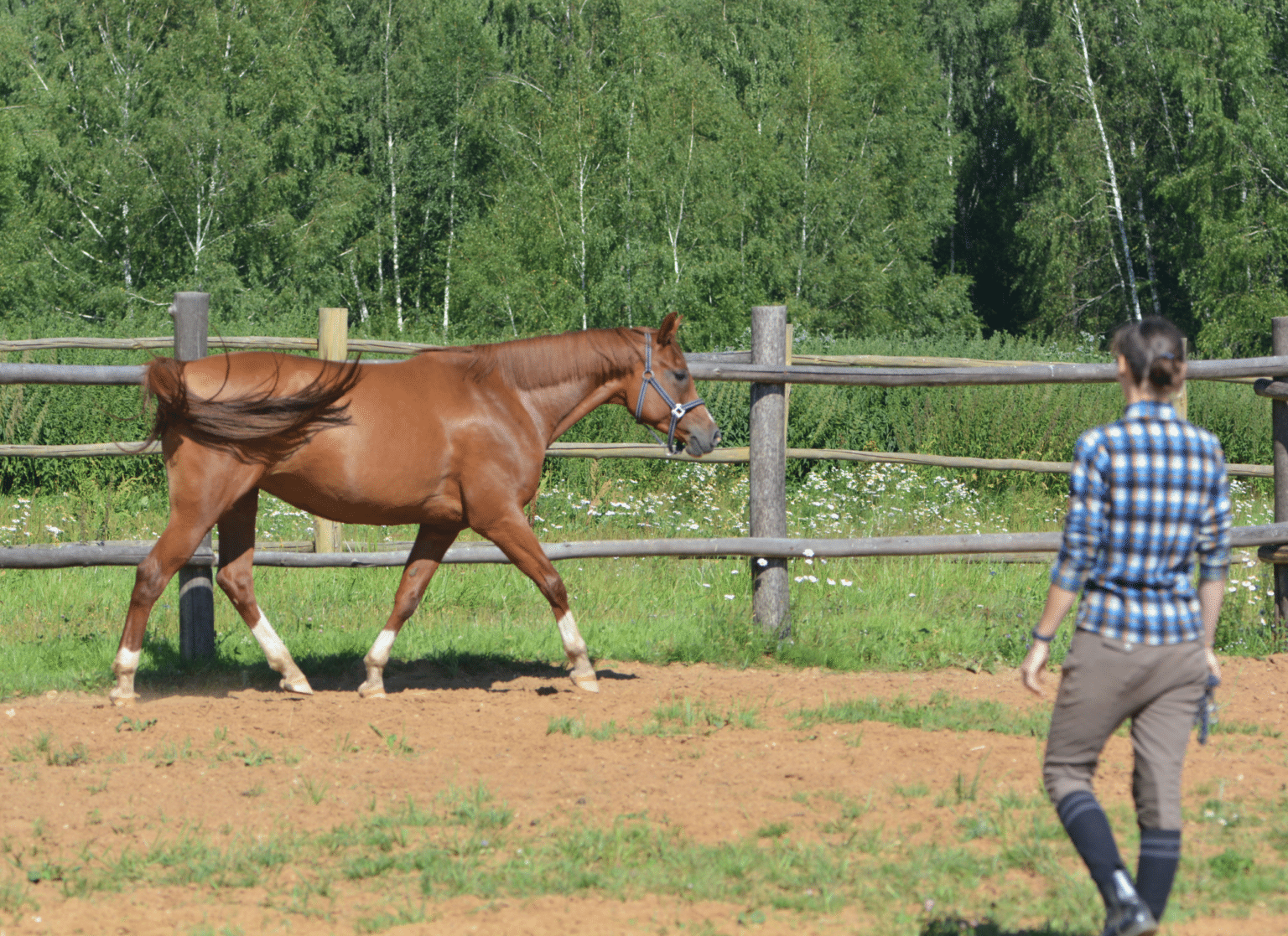 what-is-a-horse-whisperer-what-does-a-horse-psychologist-do