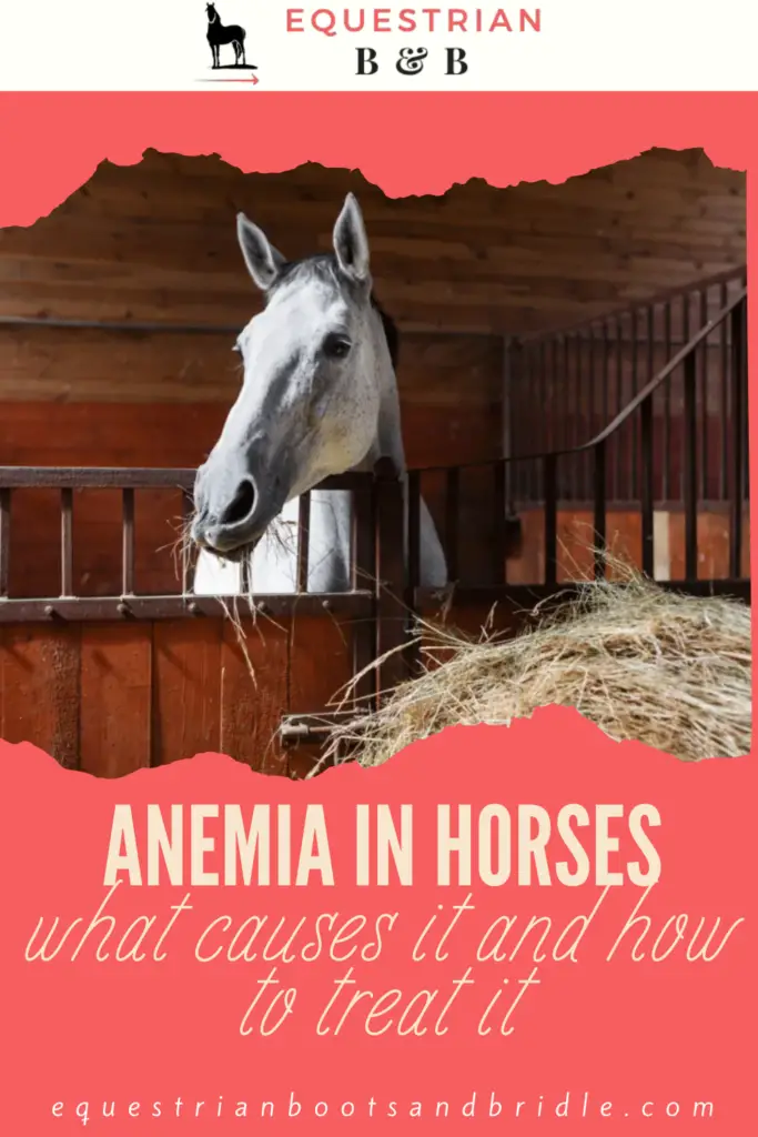 Ever wondered why your horse looks just a little off-color and lethargic? Have you considered that anemia may be causing these symptoms? Chances are you don’t even realize anemia in horses is a symptom of a deeper issue that still has to be diagnosed.