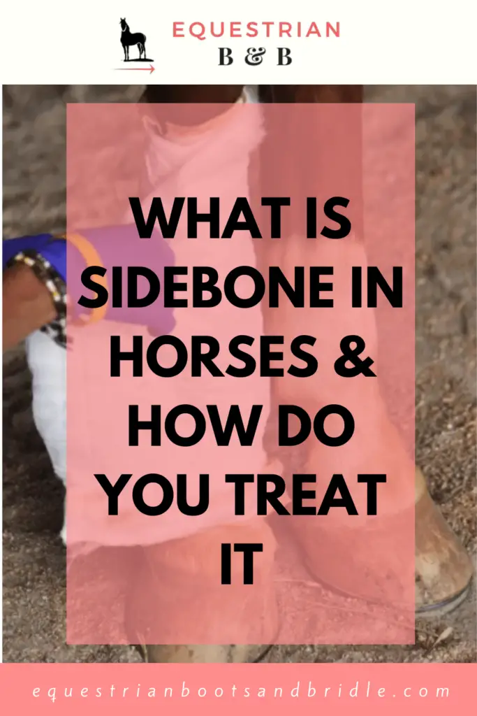For horse owners, especially those who have thoroughbreds straight off the track, a diagnosis of sidebone can be scary. Does it mean your horse (and your investment) has received a death sentence or is doomed to be a lawn-ornament since you’ll never be able to ride them again? Knowledge about sidebone will help ease your mind and inform you about what the future holds for you and your horse.