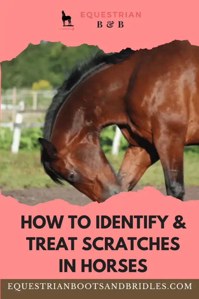 There’s nothing worse than saddling up for a nice ride, only to realize your horse seems lame. Upon closer inspection, a swollen fetlock and red scabby pastern greets you! Horse scratches are one of every horse owner’s worst nightmares.