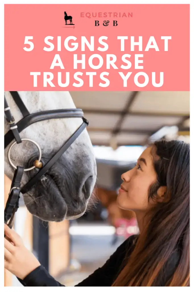 5 Signs that a Horse Trusts You - #horse #horsebackriding #ridinglessons #equestrianlife